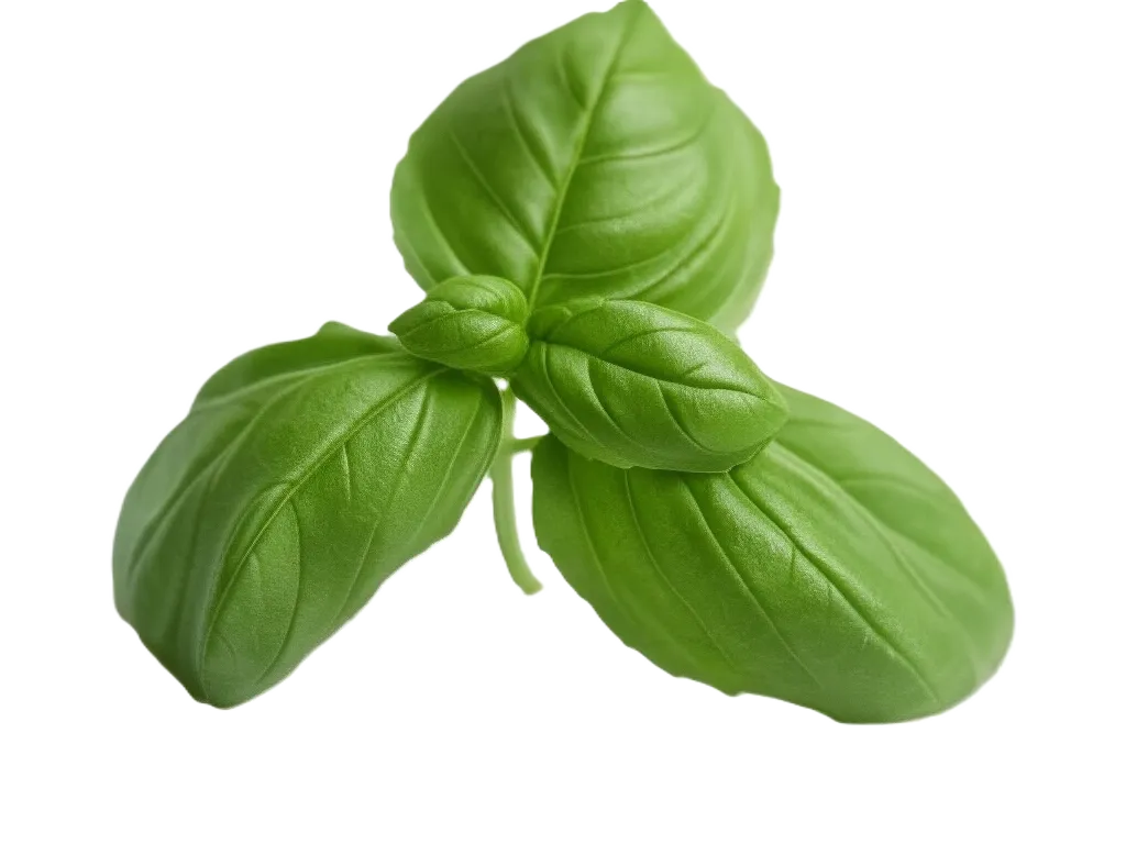 Albahaca