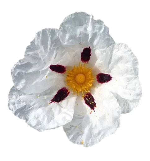 Ládano