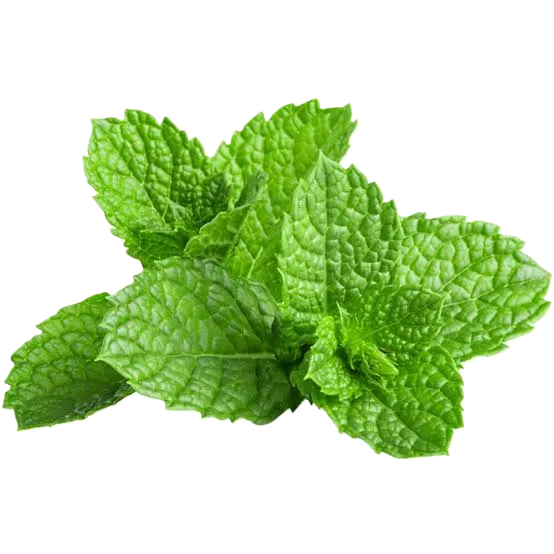 Menta