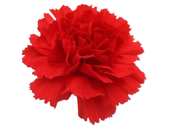 Clavel