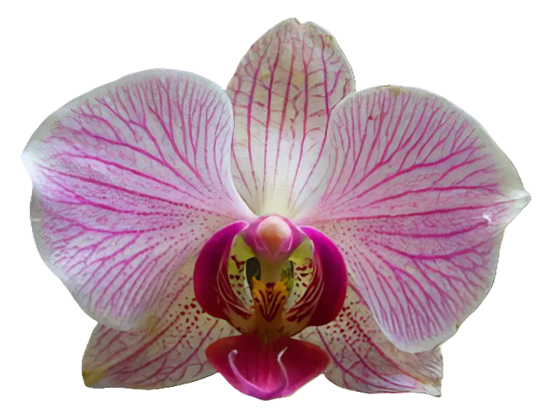 Orquídea