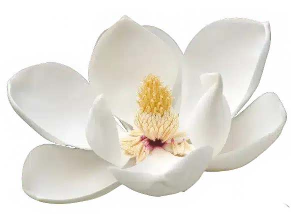 Magnolia