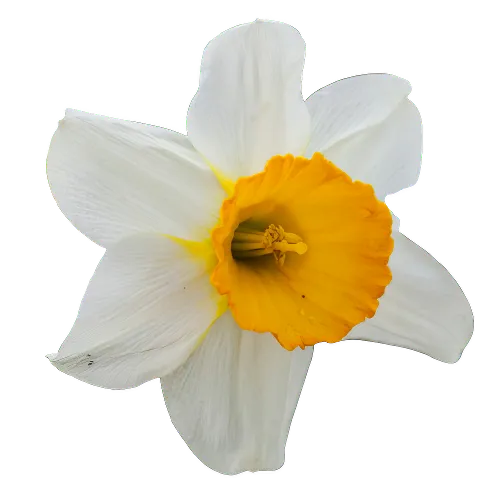 Narciso