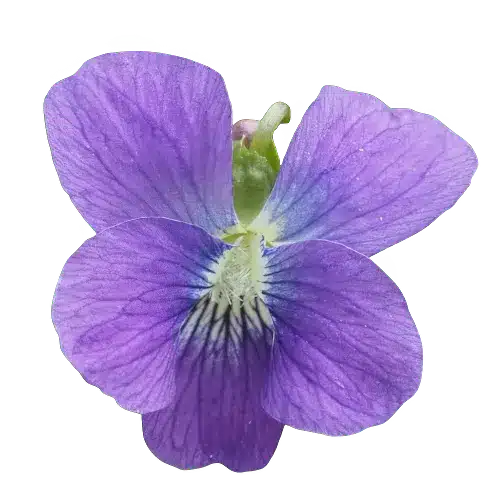 Violeta