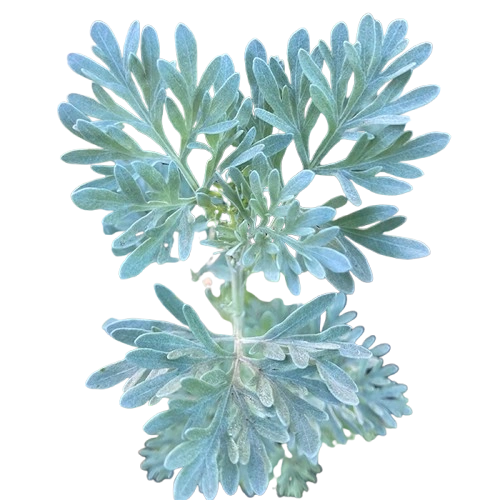 Ajenjo (Absenta)