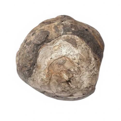 Ámbar Gris