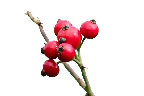 Bayas rojas