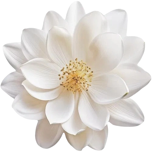 Flores blancas