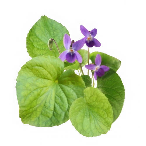 Hoja de Violeta