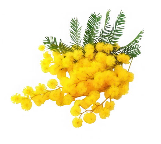 Mimosa