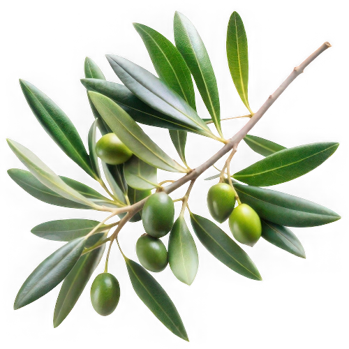 Olivo