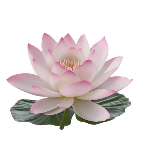 Flor de Loto