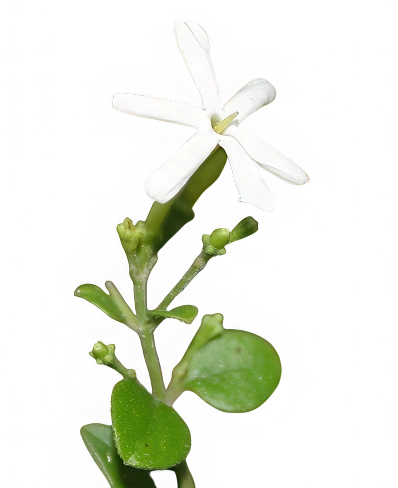 Jazmín Auriculatum