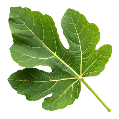 Hoja de Higuera