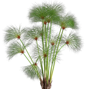 Papiro