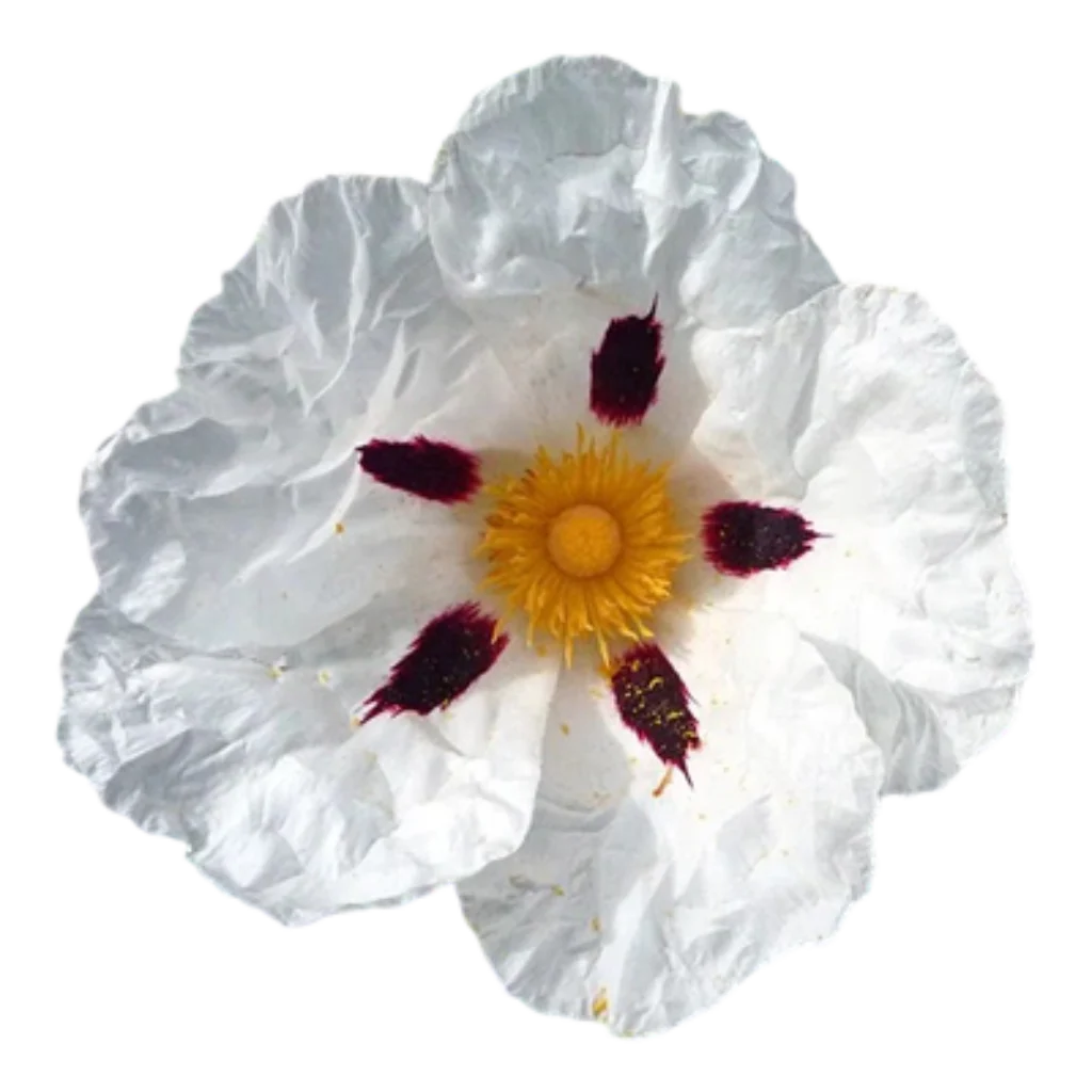 Jara (Cistus) / Labdanum