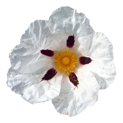 Jara (Cistus) / Ládano