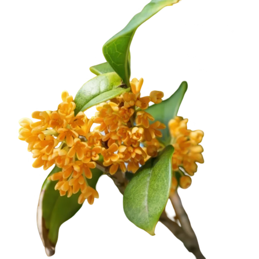 Osmanto (Osmanthus)