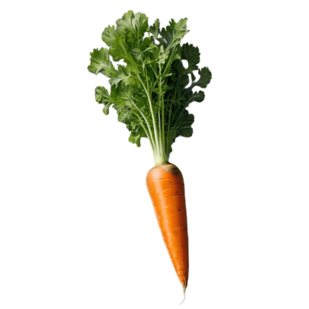 Semillas de Zanahoria