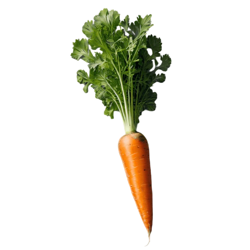 Semillas de Zanahoria