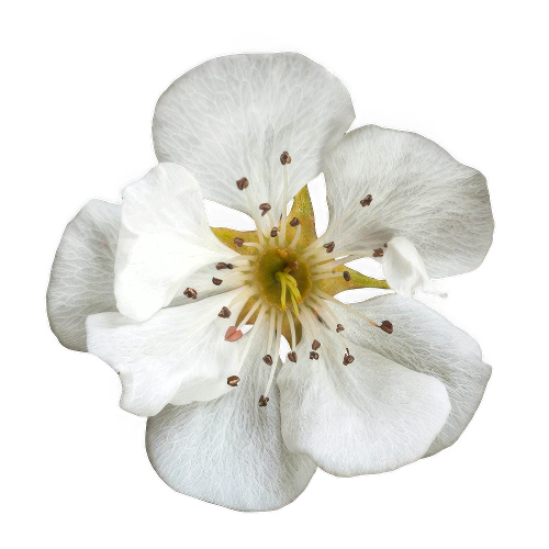 Flor de Pera