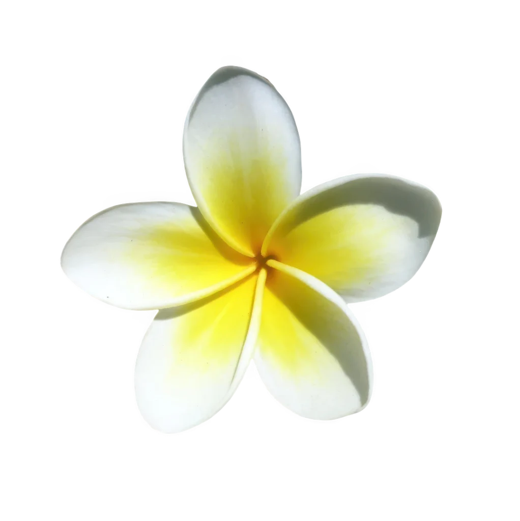 Frangipaní (Plumeria)
