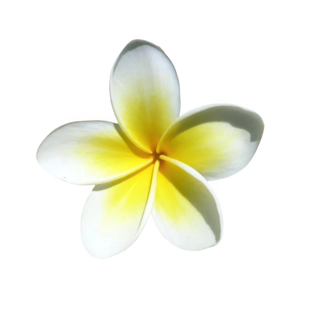 Frangipaní (Plumeria)