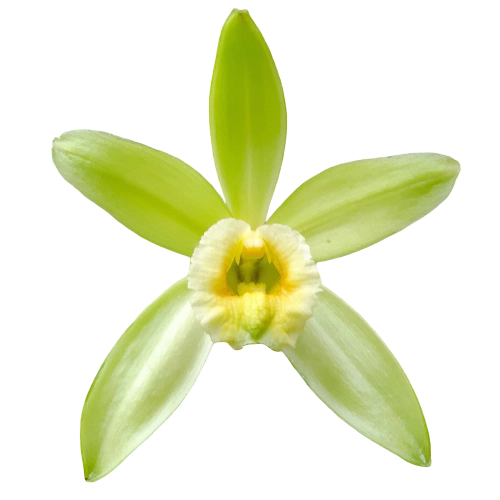 Orquídea de Vainilla