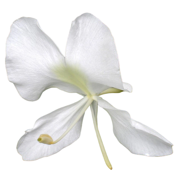 Butterfly Lily